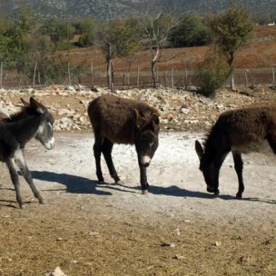 Phoca Thumb L Dsc 0075