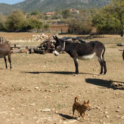 Phoca Thumb L Dsc 0095