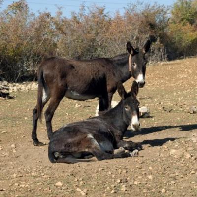 Phoca Thumb L Dsc 0098