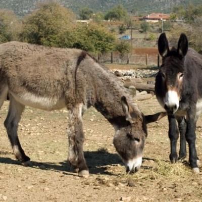 Phoca Thumb L Dsc 0103