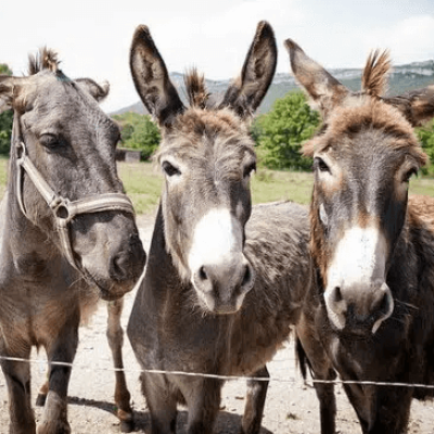 Donkey Donkeys Credit Thibdx Cc By 40 Wikimedia.jpg