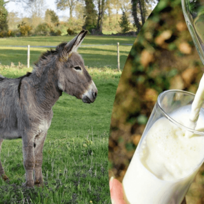 Lait Ane Bio 786x524 1